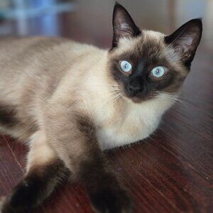 Meet your Posher, Desiree